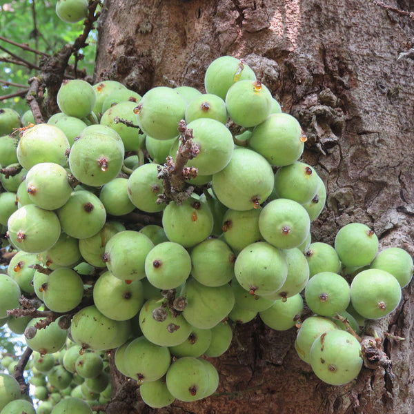 Athi / Cluster Fig ( Ficus racemosa ) Medicinal Plant