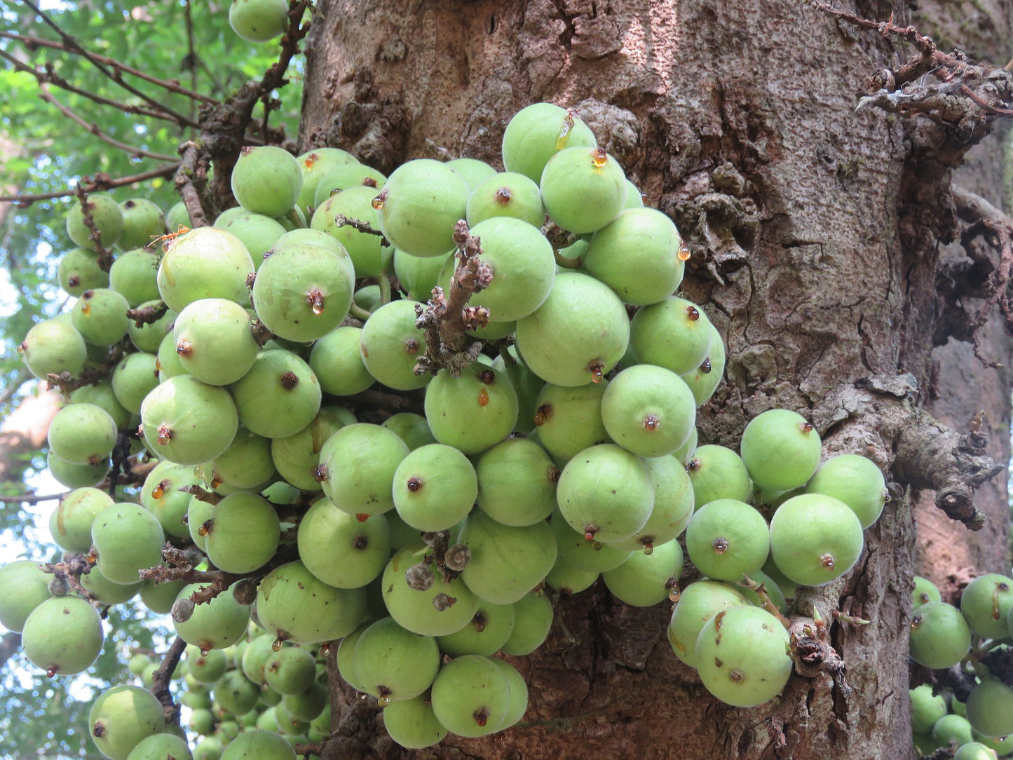 Athi / Cluster Fig ( Ficus racemosa ) Medicinal Plant