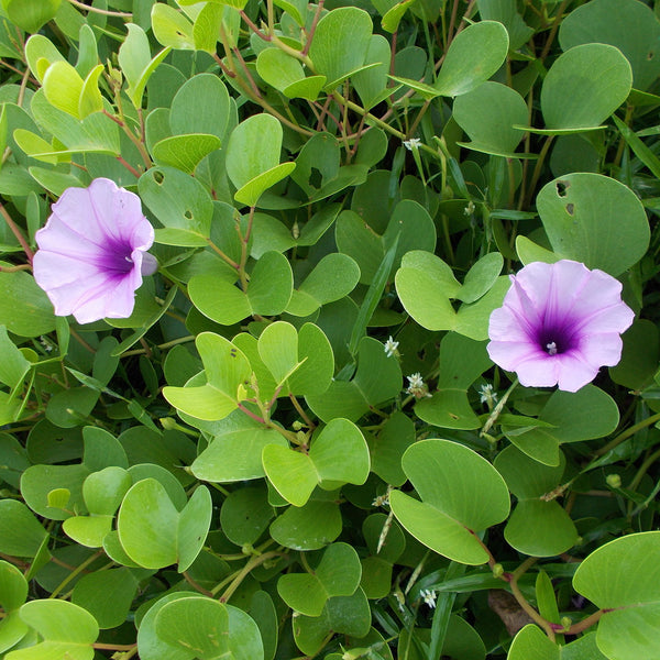 Adambu ( Ipomoea pes-caprae ) Medicinal Plant