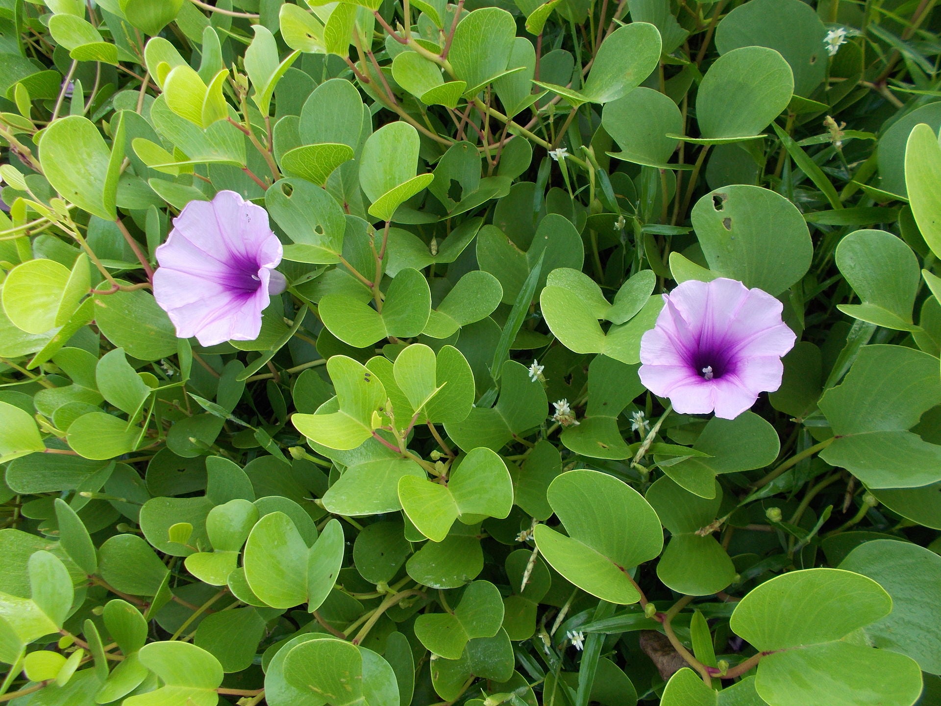 Adambu ( Ipomoea pes-caprae ) Medicinal Plant