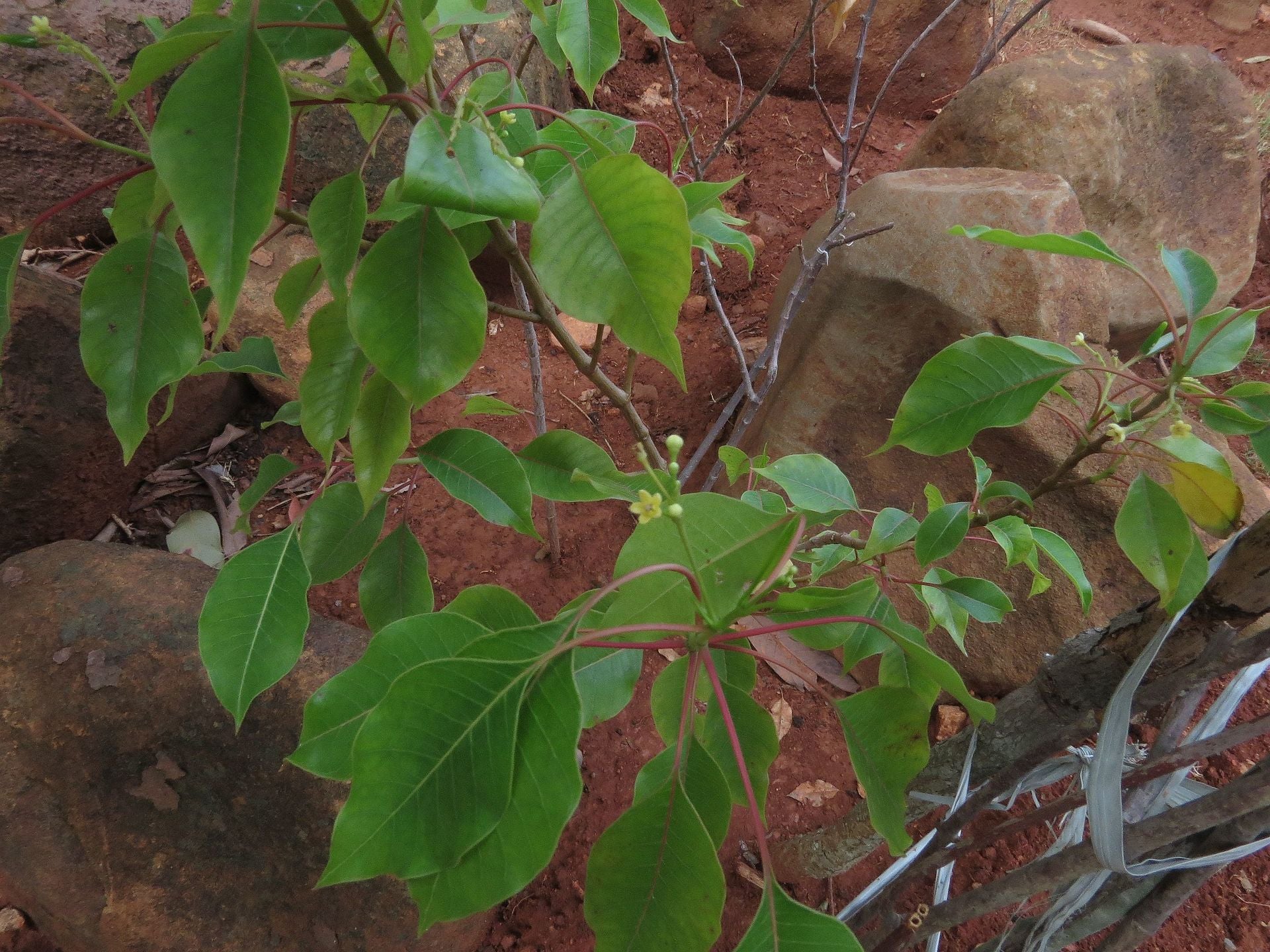 Amruthapala ( Decalepis arayalpathra ) Medicinal Plant
