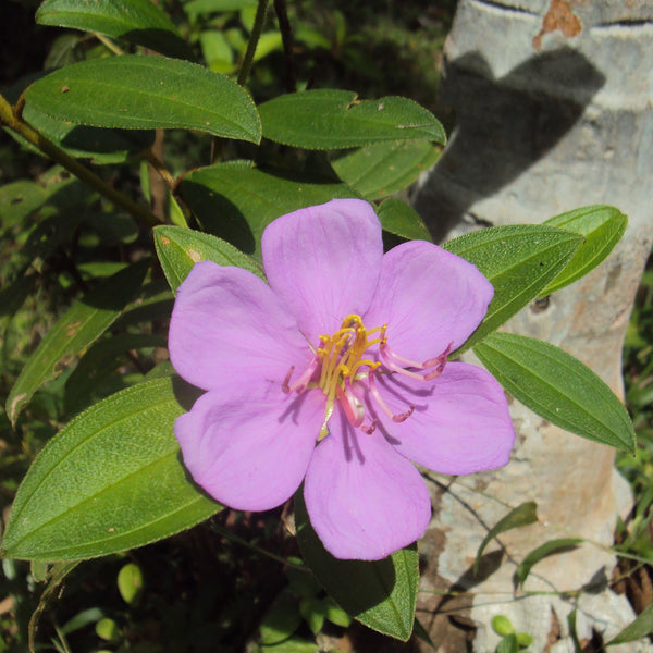 Kadhali ( Melastoma malabathricum ) Medicinal Plant