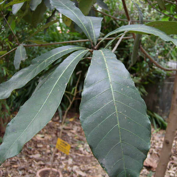 Alakkucheru ( Semecarpus anacardium ) Medicinal Plant