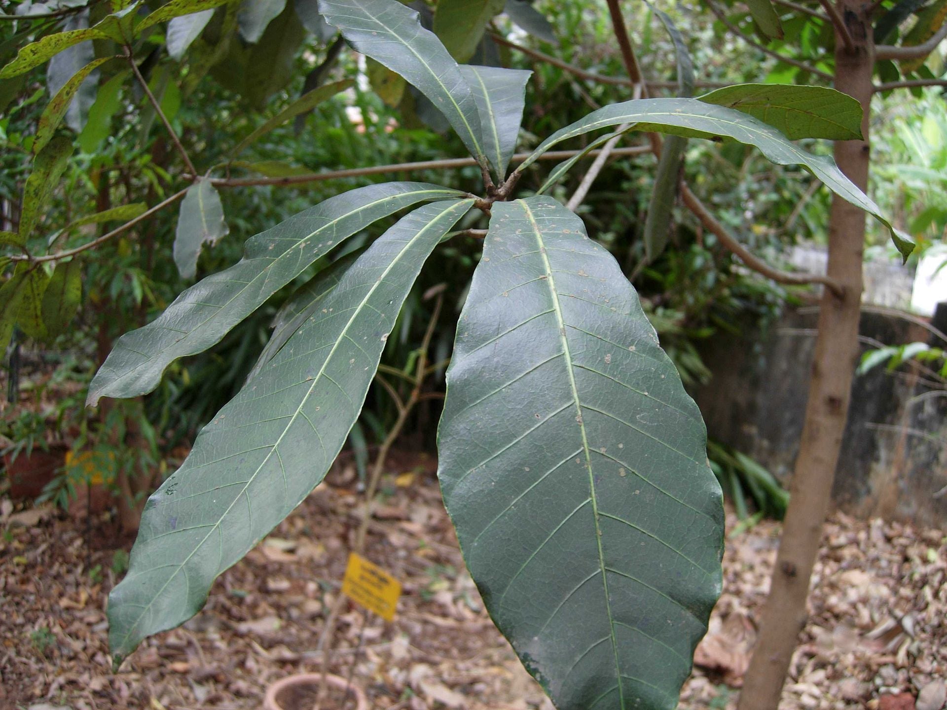 Alakkucheru ( Semecarpus anacardium ) Medicinal Plant