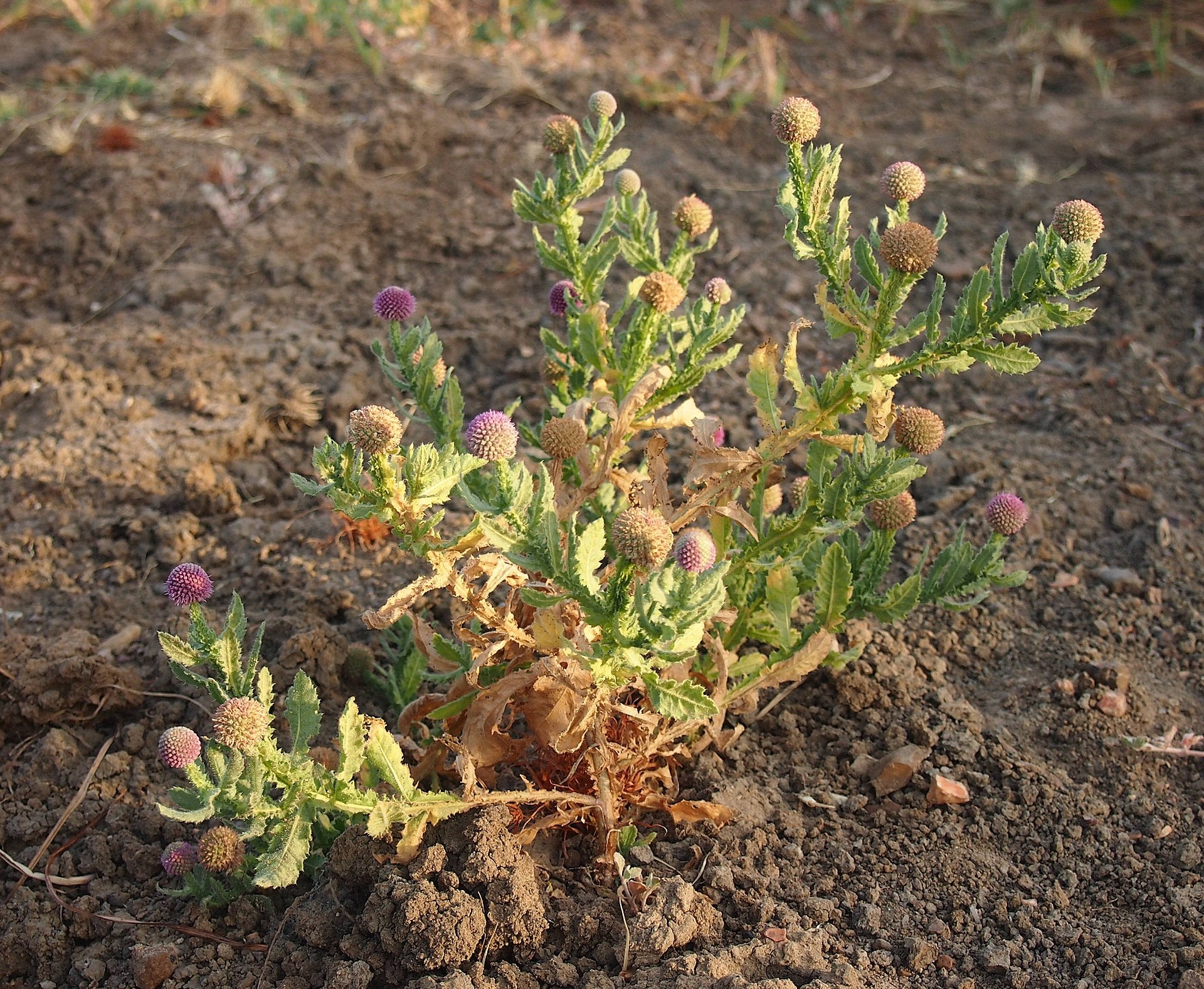 Adakkamaniyan ( Sphaeranthus indicus ) Medicinal Plant