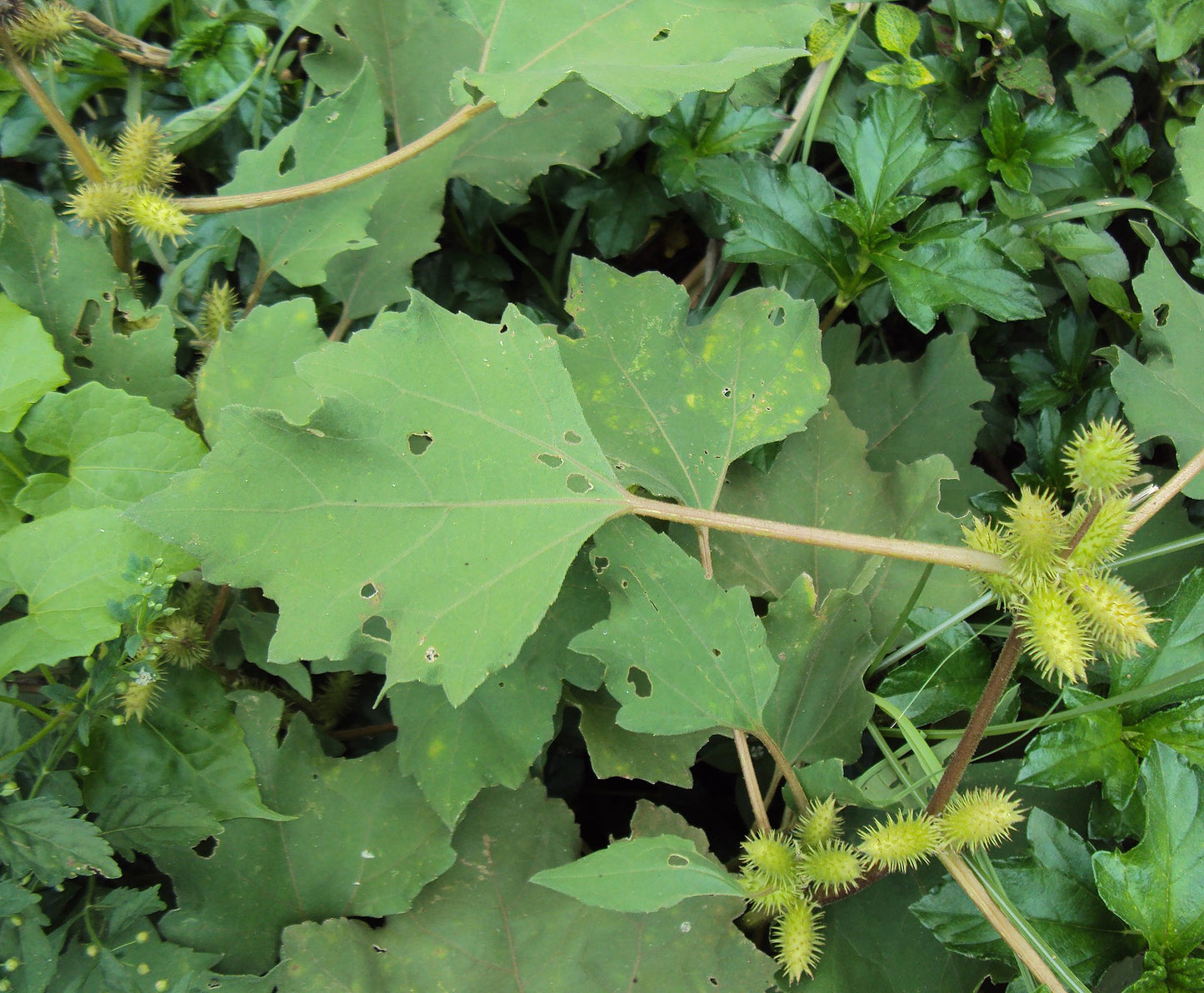 Arishta ( Xanthium strumerium ) Medicinal Plant