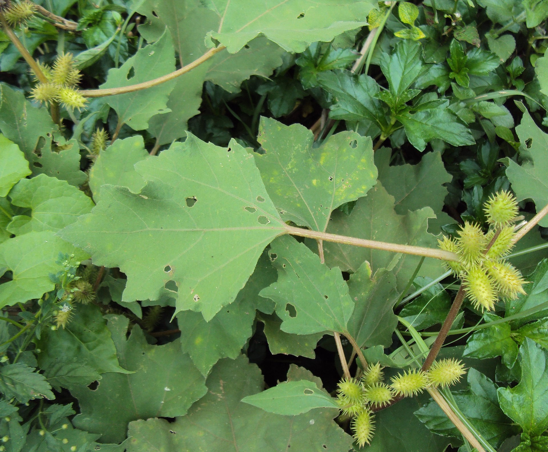 Arishta ( Xanthium strumerium ) Medicinal Plant