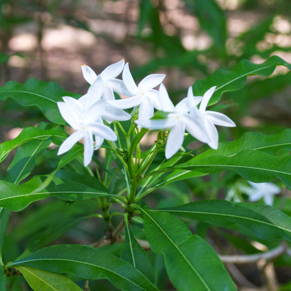 Analivegam ( Alstonia venenata ) Medicinal Plant