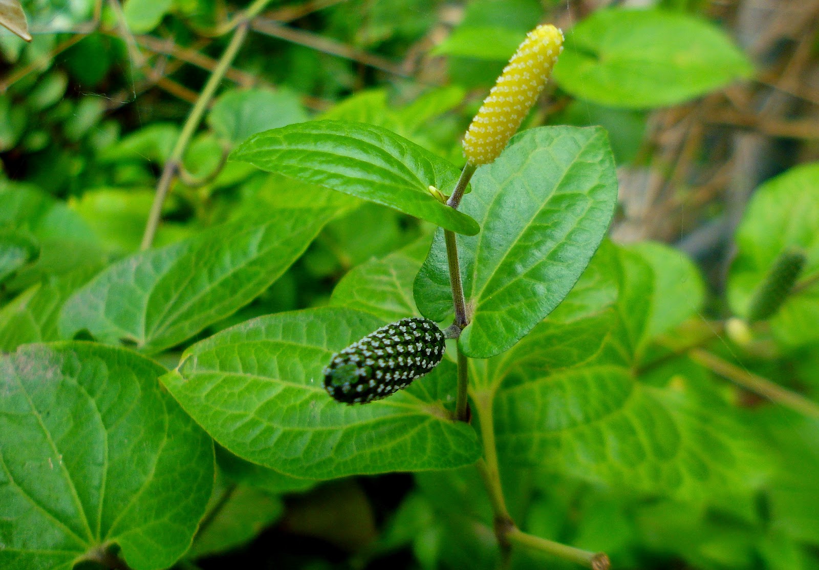 Thippali ( Piper longum ) Medicinal Plant