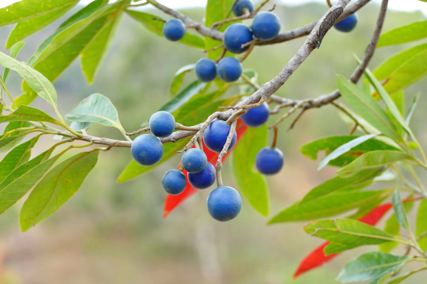 Rudraksham ( Elaeocarpus angustifolius ) Medicinal Plant