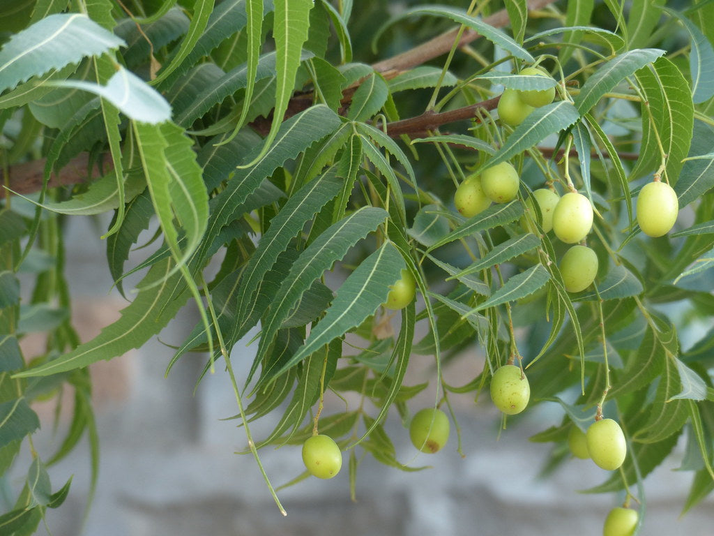 Neem ( Azadirachta indica ) Medicinal Plant