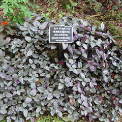 Murikkoty ( Strobilanthes alternata ) Medicinal Plant