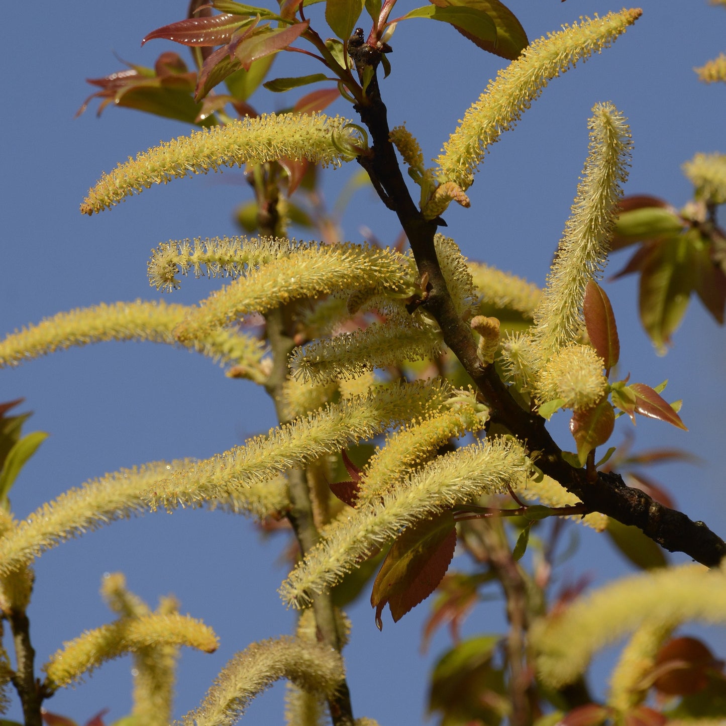 Aattuvanji ( Salix tetrasperma ) Medicinal Plant