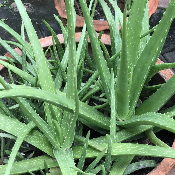 Aloe Vera ( Aloe vera ) Medicinal Plant