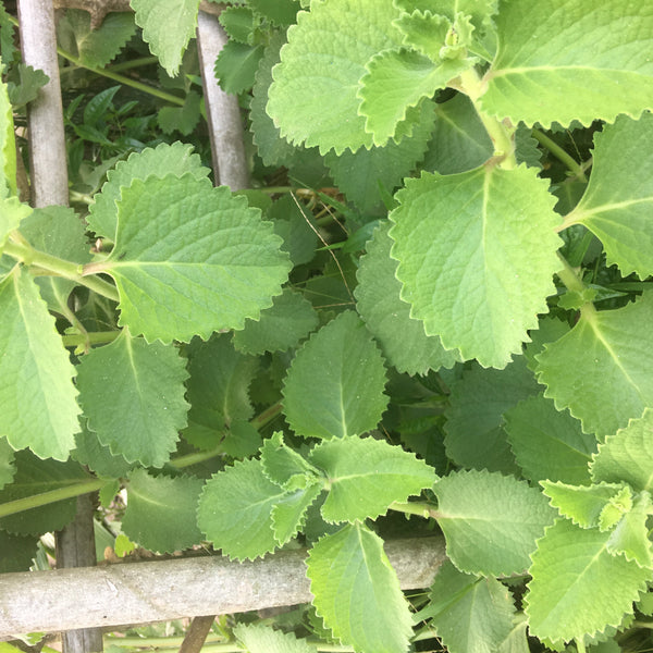 Panikoorka ( Coleus amboinicus ) Medicinal Plant