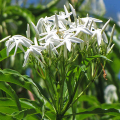 Analivegam ( Alstonia venenata ) Medicinal Plant