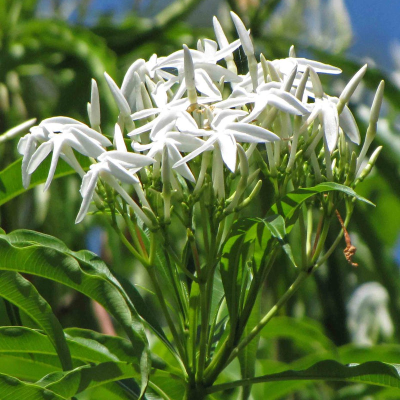 Analivegam ( Alstonia venenata ) Medicinal Plant