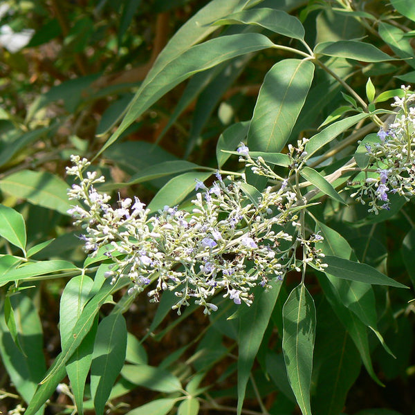 Karunochi ( Vitex negundo ) Medicinal Plant