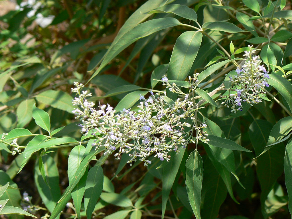 Karunochi ( Vitex negundo ) Medicinal Plant