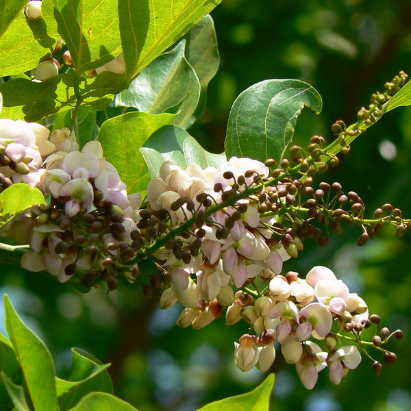 Ungu ( Pongamia Pinnata ) Medicinal Plant