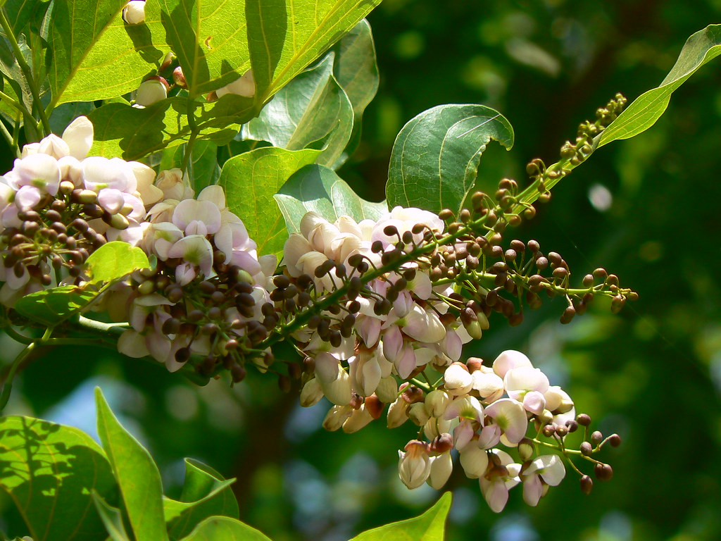 Ungu ( Pongamia Pinnata ) Medicinal Plant