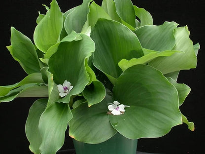 Kacholam ( Kaempferia galanga ) Medicinal Plant