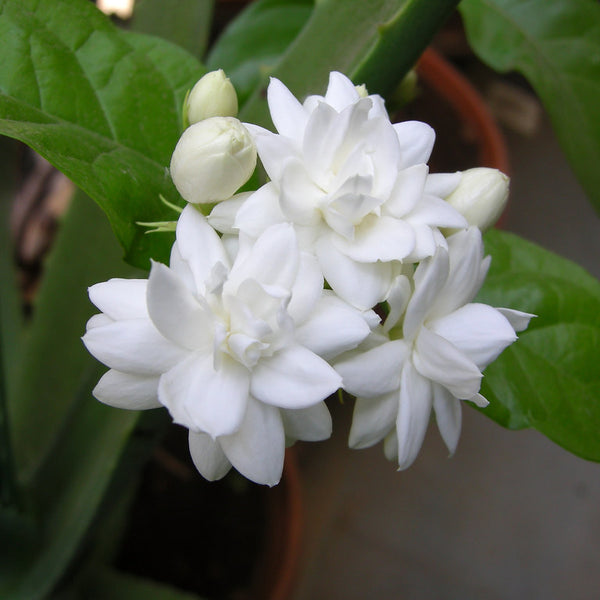 Arabian Double Jasmine Flower Plant