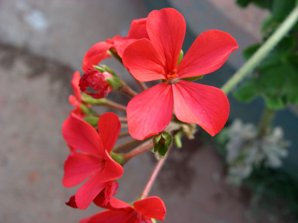 Chethi Koduveli ( Plumbago indica ) Medicinal Plant