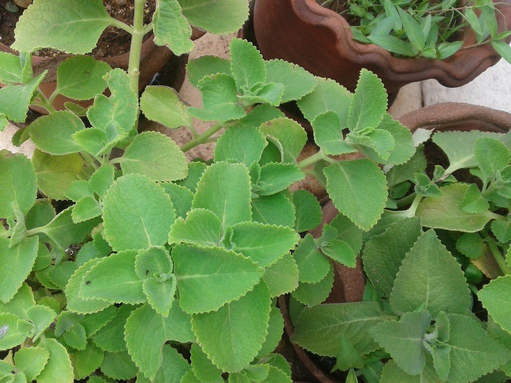 Iruveli ( Coleus zeylanicus ) Medicinal Plant