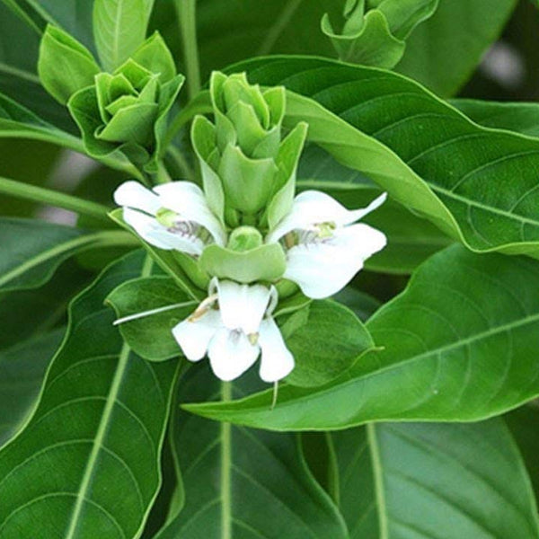 Adalodakam ( Justicia adhatoda ) Medicinal Plant