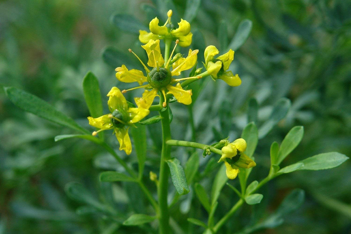 Arutha ( Ruta graveolens ) Medicinal Plant – M-Tech Gardens