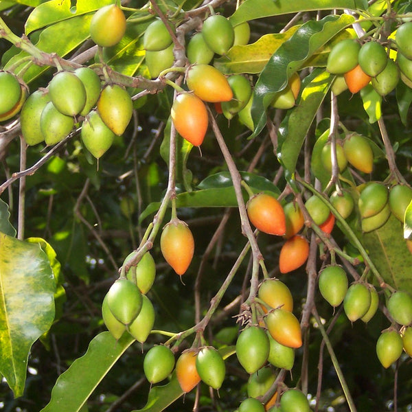 Elengi ( Mimusops elengi ) Medicinal Plant