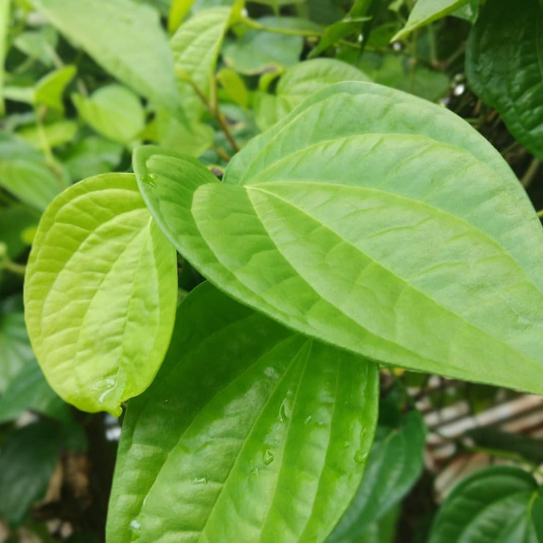 Vetta ( Piper betel ) Medicinal Plant