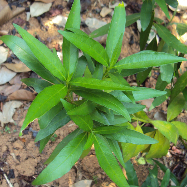 Vaathamkolli ( Justicia gendarussa ) Medicinal Plant