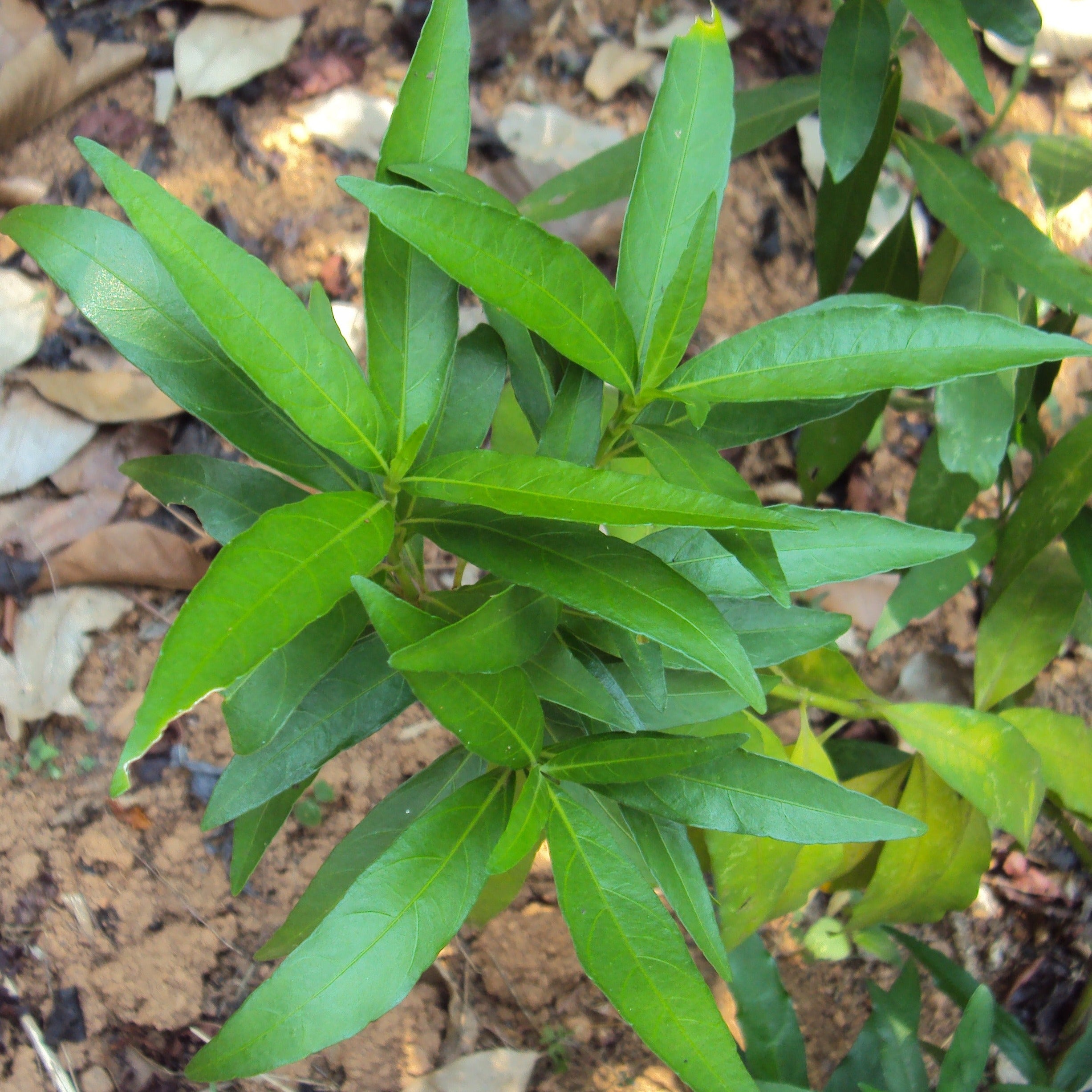 Vaathamkolli ( Justicia gendarussa ) Medicinal Plant