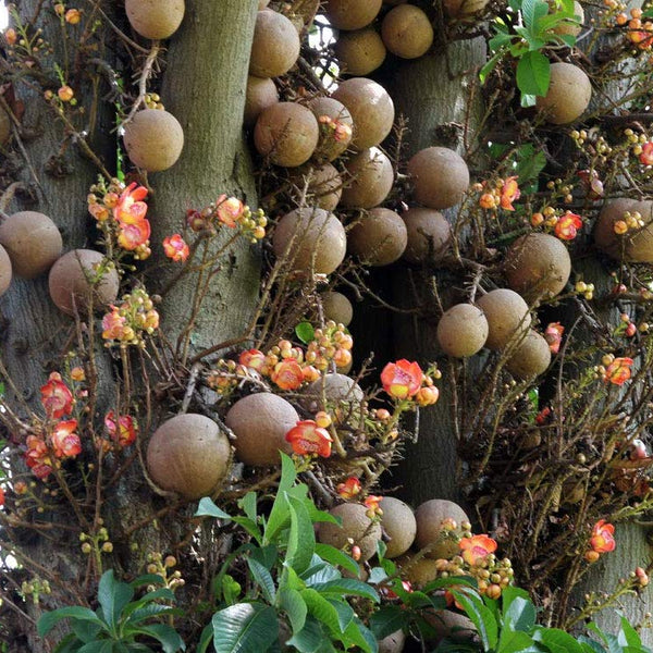 Nagalingam ( Couroupita guianensis ) Medicinal Plant