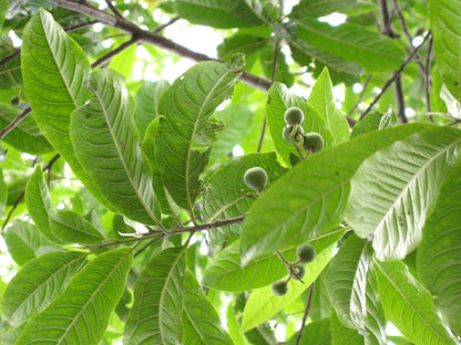 Rudraksham ( Elaeocarpus angustifolius ) Medicinal Plant