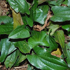 Arogyapacha ( Trichopus zeylanicus ) Medicinal Plant