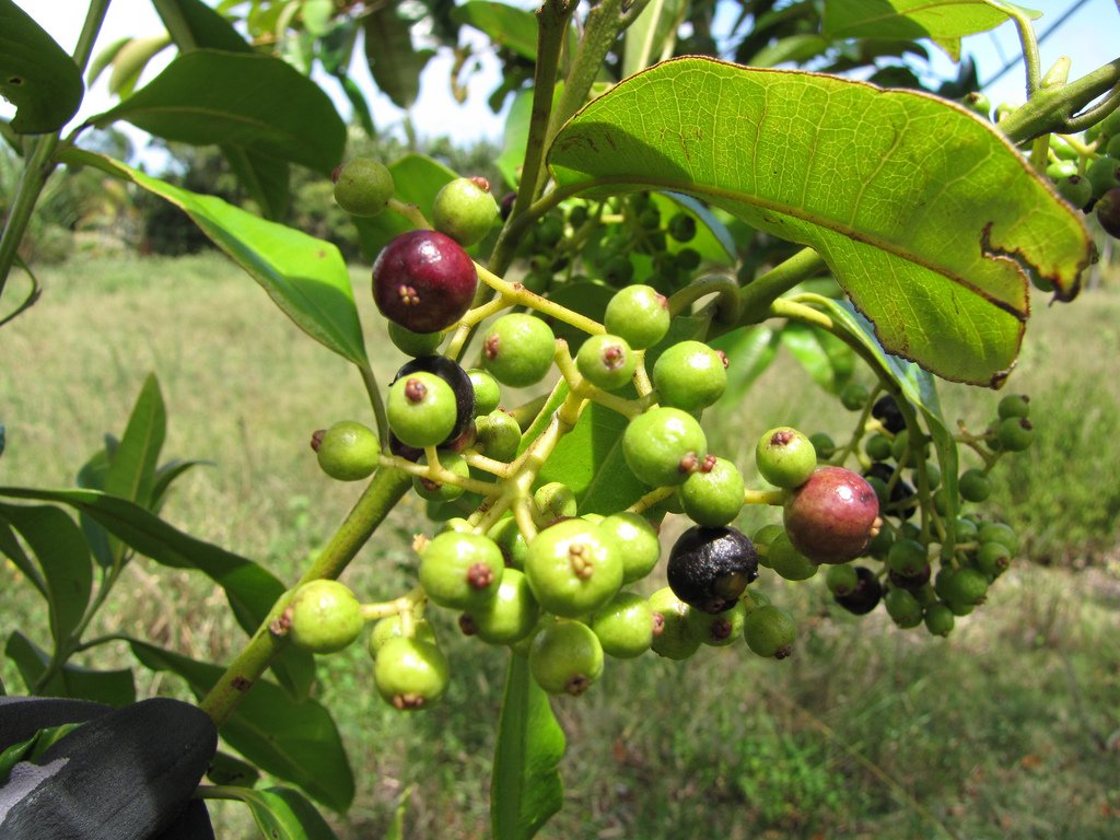 Allspices Spice Plant