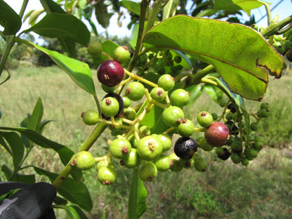 Allspices Spice Plant