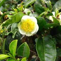 Tea Plant