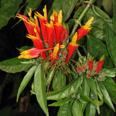 Vishapacha ( Clinacanthus nutans ) Medicinal Plant