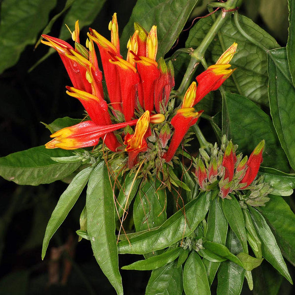 Vishapacha ( Clinacanthus nutans ) Medicinal Plant