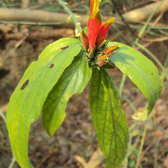 Vishapacha ( Clinacanthus nutans ) Medicinal Plant