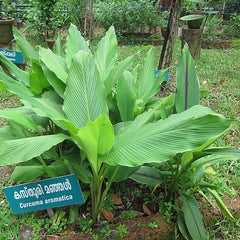 Kasthuri Manjal ( Curcuma aromatica ) Medicinal Plant
