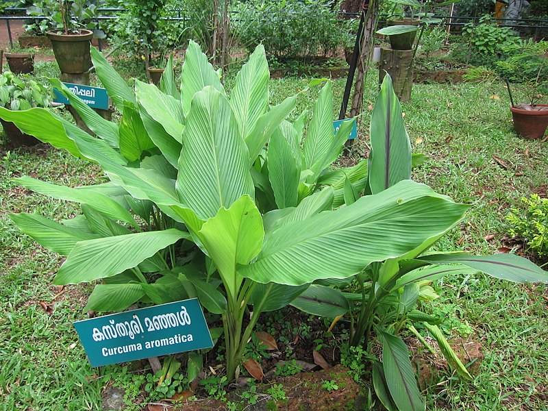 Kasthuri Manjal ( Curcuma aromatica ) Medicinal Plant