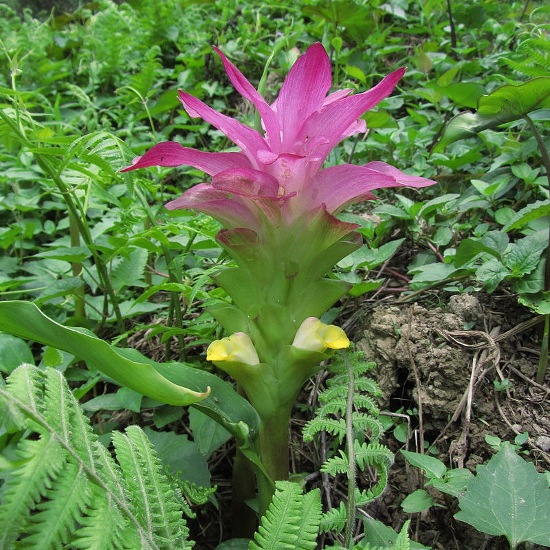Kasthuri Manjal ( Curcuma aromatica ) Medicinal Plant