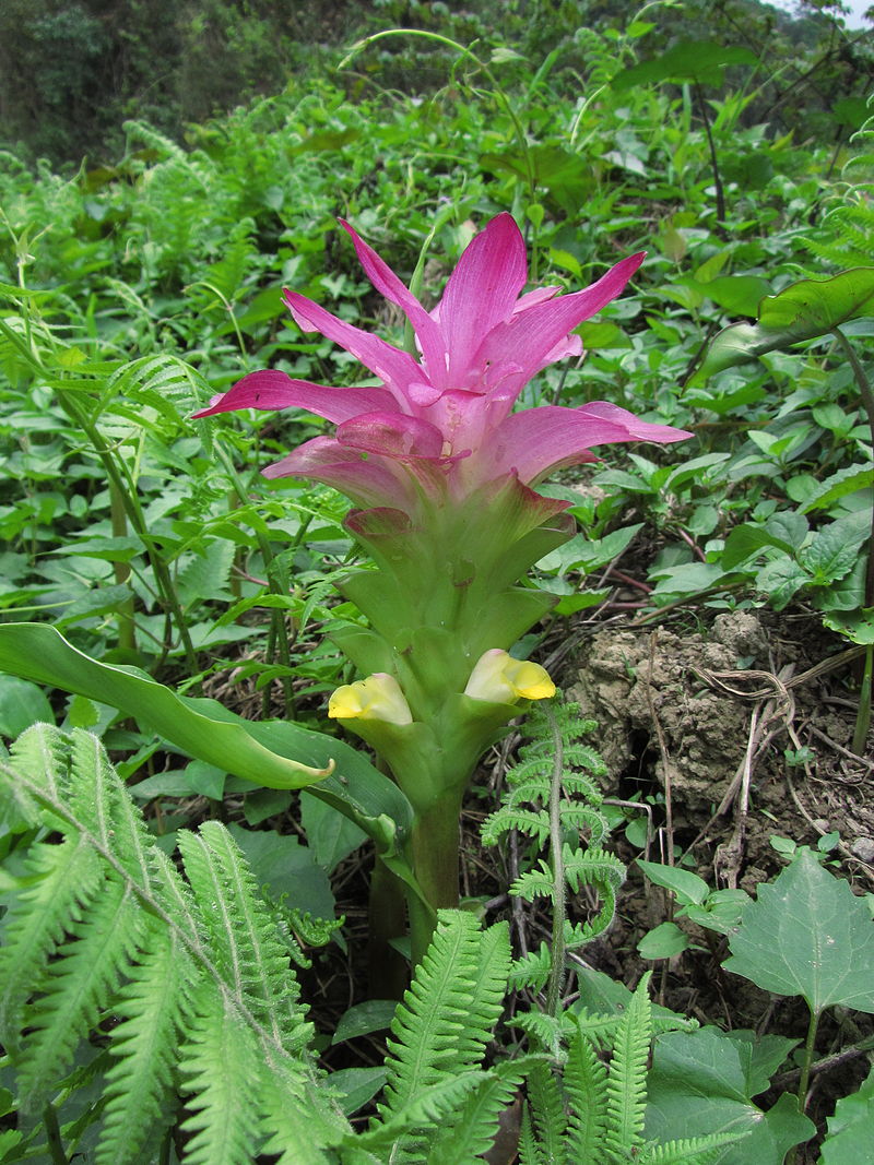 Kasthuri Manjal ( Curcuma aromatica ) Medicinal Plant
