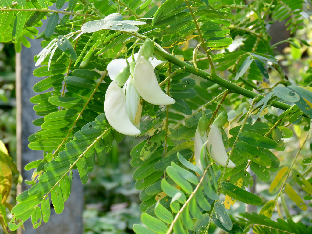 Agati ( Sesbania Grandiflora ) Medicinal Plant