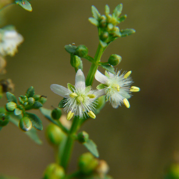 Kallurukki ( Scoparia dulcis ) Medicinal Plant